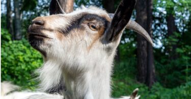 Personalidade das cabras influencia modo como se alimentam
