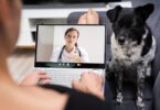 estudo telemedicina veterinária