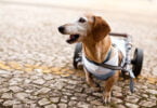 iStock