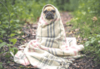 Cão frio inverno