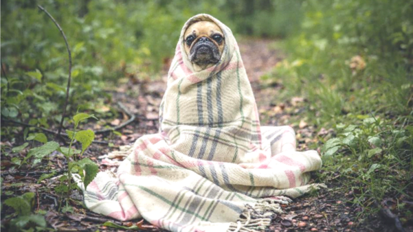 Cão frio inverno