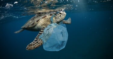 Poluição por plástico espécies marinhas