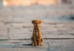 iStock