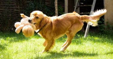 Edgard & Cooper lembra importância do exercício físico para cães