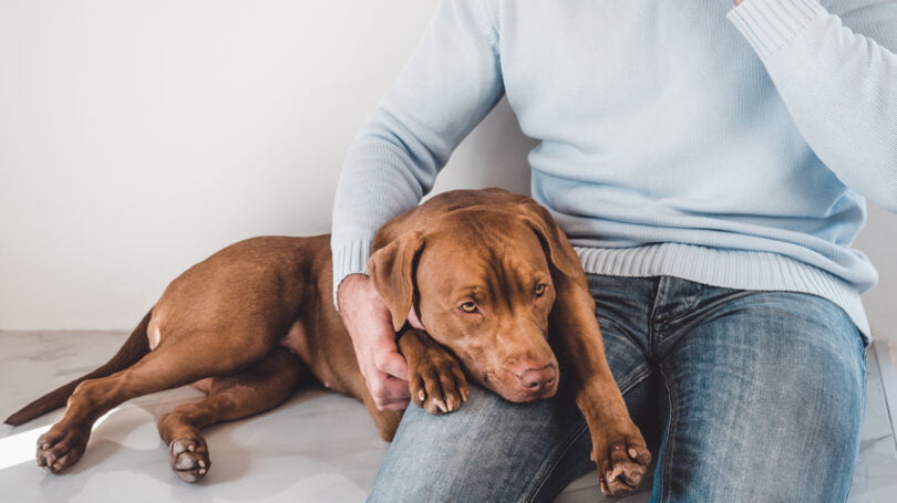 Coronavírus entérico canino é possível causa de surto de vómitos em cães