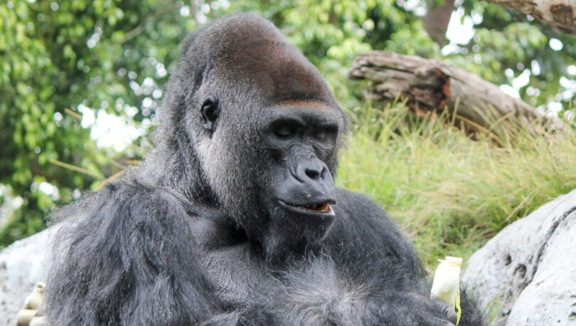 Zoos apostam em vacina para proteger animais