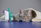 AMR Vet Collective é o novo guia para ajudar na resistência antimicrobiana