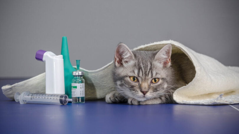 AMR Vet Collective é o novo guia para ajudar na resistência antimicrobiana