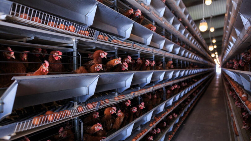 Empresas alimentares apelam ao fim do uso de gaiolas na pecuária