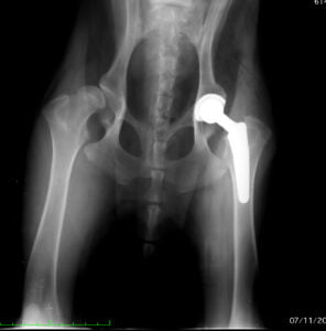 Radiografia prótese total da anca do Hospital Veterinário de São Bento