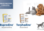 A Dechra afirma que voltou a ter toda a linha de opioides para uso veterinário em embalagens multidoses de 10 ml.