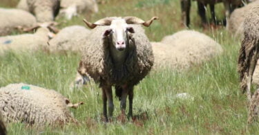 Os ovinos Serra da Estrela são a maior raça autóctone portuguesa, em número. No total existem 20 341 desses ovinos.