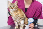 De forma a assinalar o mês da hipertensão felina, que acontece em maio, a farmacêutica Ceva lançou uma campanha de consciencialização.