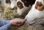 Face à covid-19, algumas organizações têm advogado por uma revisão das normas europeias de bem-estar dos animais de produção.