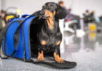 A Tails Travel é a primeira plataforma online totalmente pet friendly em Portugal e foi criada por Sara Bastos.