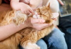 As adoções de gatos aumentaram 78% no ano passado, já as de cães aumentaram 15%, segundo dados do Sistema de Informação de Animais de Companhia.