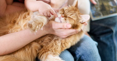 As adoções de gatos aumentaram 78% no ano passado, já as de cães aumentaram 15%, segundo dados do Sistema de Informação de Animais de Companhia.