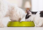 O WSAVA’s Global Nutrition Committee atualizou o seu Toolkit, que pretende ajudar as equipas a educar os tutores quanto à nutrição otimizada.