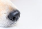 Um estudo sugere que cães farejadores especialmente treinados podem identificar amostras positivas de covid-19, com 96% de precisão.
