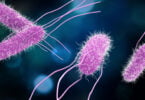 As bactérias Salmonella e Campylobacter resistentes a determinados antibióticos mantêm-se as principais bactérias a serem detetadas na UE.