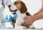 No âmbito do Dia Mundial da Vacinação Animal (20 de abril), a APIFVET lembra a importância da vacinação animal.