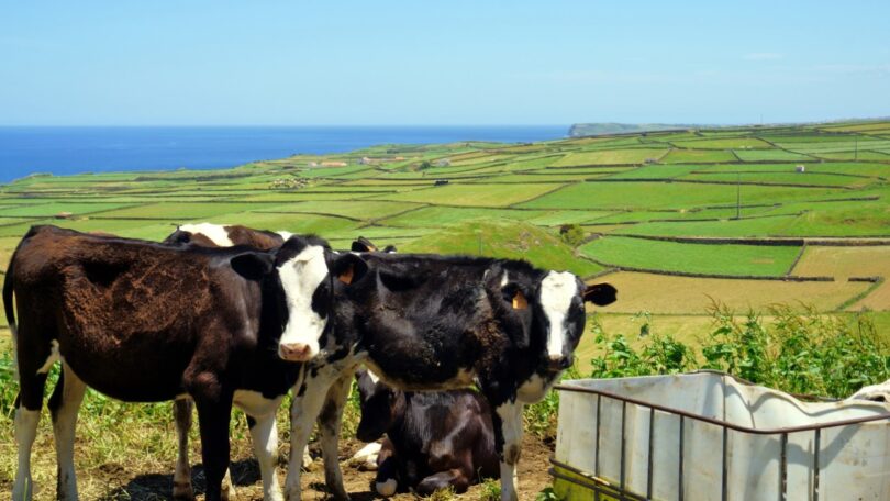 O secretário da Agricultura e Desenvolvimento Rural dos Açores afirmou que a exportação de animais vivos na região “não pode acabar nunca”.