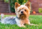 A Royal Canin revela que estudos recentes sobre a população de animais mostram que cães de pequeno porte possuem cada vez mais relevância.