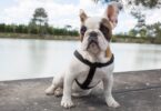 Mais de mil profissionais veterinários, assim como centros clínicos e organizações uniram-se contra a reprodução de raças braquicefálicas.