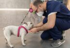 Na dúvida, testar é a melhor forma de diagnosticar precocemente a leishmaniose, uma doença complexa, que afeta muito mais cães do que gatos.