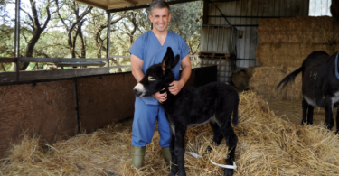 Miguel Quaresma é médico veterinário e dedica-se há quase 20 anos à investigação da raça asinina do Burro de Miranda.