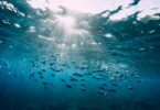 No Dia Mundial dos Oceanos (que se comemora a 8 de junho), a ONU destacou que mais de 3 mil milhões de pessoas dependem deles para sobreviver.