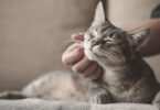 A AAFP lançou um kit de ferramentas educativas digitais de forma a ajudar os médicos veterinários a facilitar o fim de vida dos gatos.