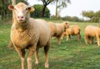 Portugal está suspenso temporariamente de exportar animais vivos para Israel, anunciou a Direção-Geral de Agricultura e Veterinária (DGAV).