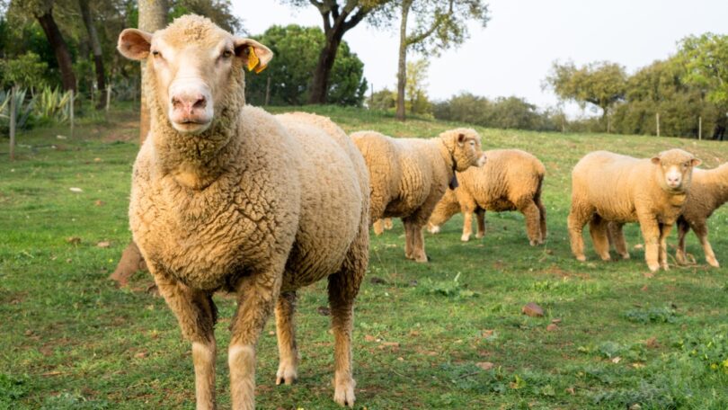Portugal está suspenso temporariamente de exportar animais vivos para Israel, anunciou a Direção-Geral de Agricultura e Veterinária (DGAV).