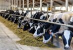 A IACA alertou para a pressão existente no setor da alimentação animal, causada pelo aumento do preço das matérias-primas.