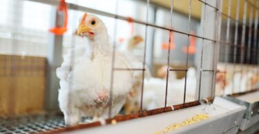 558 eurodeputados votaram a favor da eliminação progressiva do uso de gaiolas na pecuária. Apenas 37 votaram contra e 85 abstiveram-se.