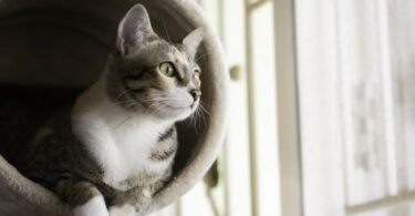 95% dos felinos que vivem com hipertiroidismo podem ser curados através de uma terapia radioativa de iodo.