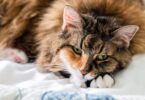 A AAFP lançou uma atualização do Feline Senior Care Guidelines, que pretende atualizar as diretrizes de 2009 de cuidados seniores para gatos.