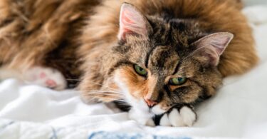 A AAFP lançou uma atualização do Feline Senior Care Guidelines, que pretende atualizar as diretrizes de 2009 de cuidados seniores para gatos.