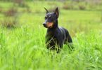 58% dos médicos veterinários britânicos têm relatado ter visto mais cães com orelhas cortadas nas suas consultas no último ano.