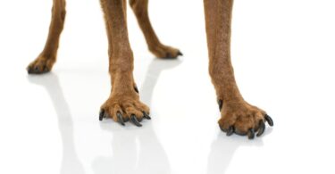 A Elanco realçou a importância da deteção e da gestão da osteoartrite canina desde as fases iniciais.
