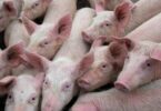A Organização Mundial da Saúde Animal (OIE) quer identificar oportunidades de colaboração para controlar a peste suína africana.