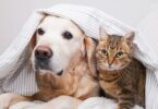 A Associação de Estudantes da Faculdade de Medicina Veterinária da ULHT criou o Núcleo de Medicina de Animais de Companhia (NMAC).