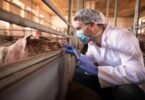 O novo relatório da EFSA, da EMA e do ECDC revela que o uso de antibióticos na produção animal diminuiu, sendo menor que em humanos.