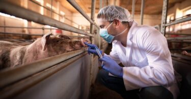 O novo relatório da EFSA, da EMA e do ECDC revela que o uso de antibióticos na produção animal diminuiu, sendo menor que em humanos.