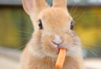 O APGAW lançou o primeiro código de boas práticas para o bem-estar dos coelhos, no âmbito da semana de sensibilização sobre o coelho.