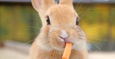 O APGAW lançou o primeiro código de boas práticas para o bem-estar dos coelhos, no âmbito da semana de sensibilização sobre o coelho.