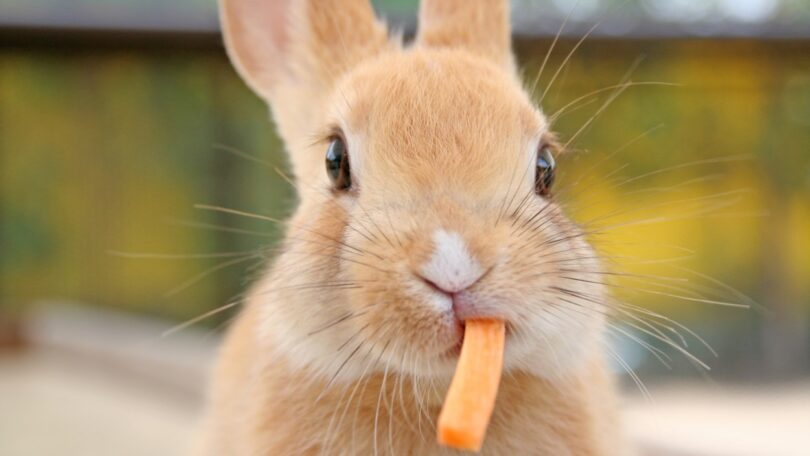 O APGAW lançou o primeiro código de boas práticas para o bem-estar dos coelhos, no âmbito da semana de sensibilização sobre o coelho.