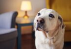 O novo estudo da Royal Veterinary College (RVC) revelou que a artrite é a doença com a maior taxa de risco para os labradores retrievers.