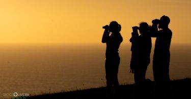 As inscrições para as mais de 150 atividades do 12º Festival de Observação de Aves & Atividades de Natureza, em Sagres, já abriram.